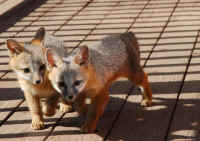 Our Neighbors The Foxes - Grey or Gray Fox (Urcyon cinereoargenteus) - 37