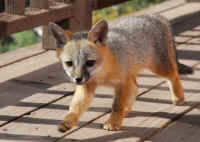 Our Neighbors The Foxes - Grey or Gray Fox (Urcyon cinereoargenteus) - 39
