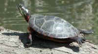 Turtles of Sleepy Hollow Lake