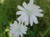 Chicory, White (Cichorium intybus) - 02