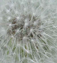 Dandelion (Taraxacum officinale) - 06a