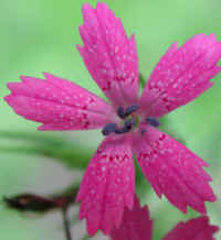 Deptford Pink - Maiden Pink (Dianthus armeria)