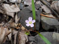 Spring Beauty or Springbeauties (Claytonia virginica) - 20
