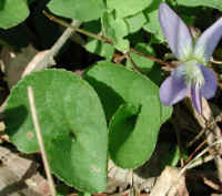 Violet, Common (Viola papilionaceae) - 03