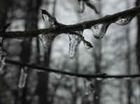 Freezing Rain - January 2003 - 03