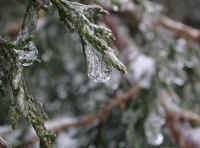Freezing Rain - January 2003 - 06