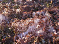 Ice "Grass" 2007 - 01