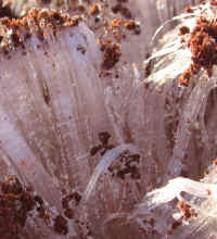 Ice "Grass" 2007 - 02b