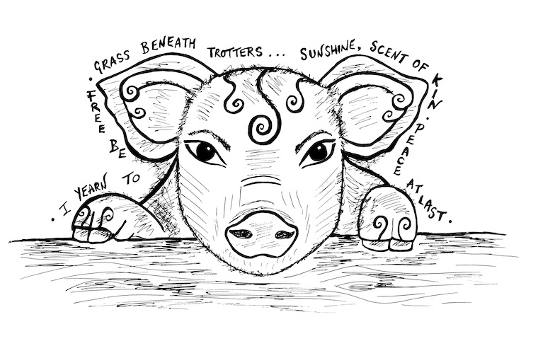 pig drawing
