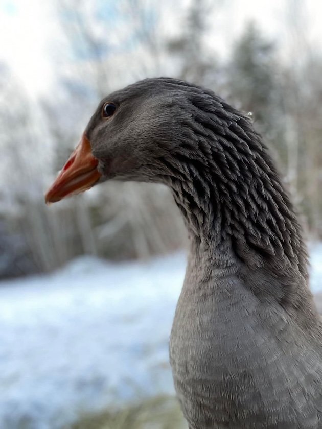 Toulouse Goose Abernathy