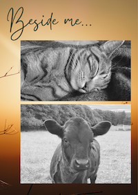 Beside me title, cat, and cow