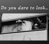 dare to look title and sheep