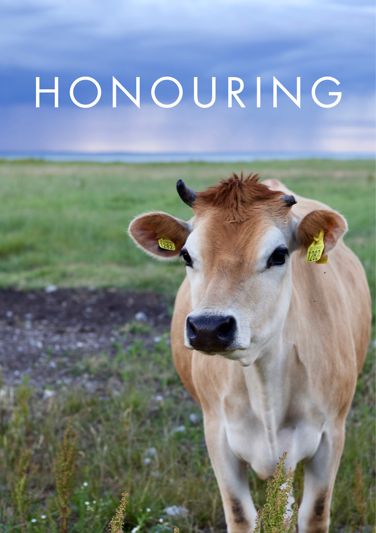title and cow standing