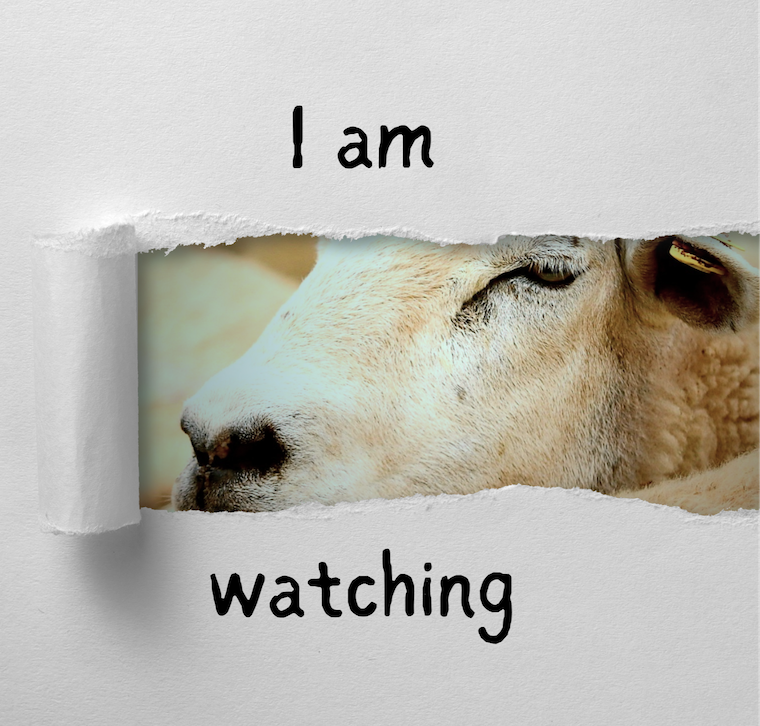 title and sheep face image