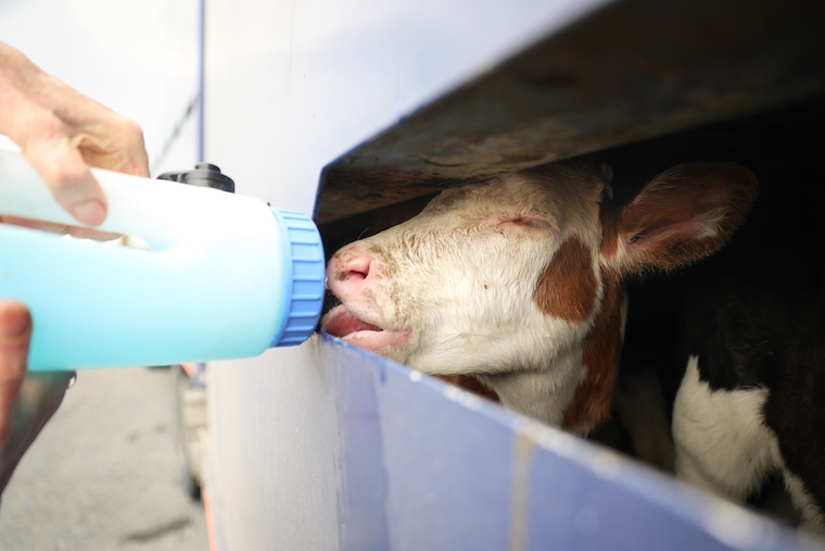 feeding calf