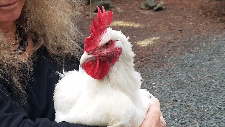 human holding rooster