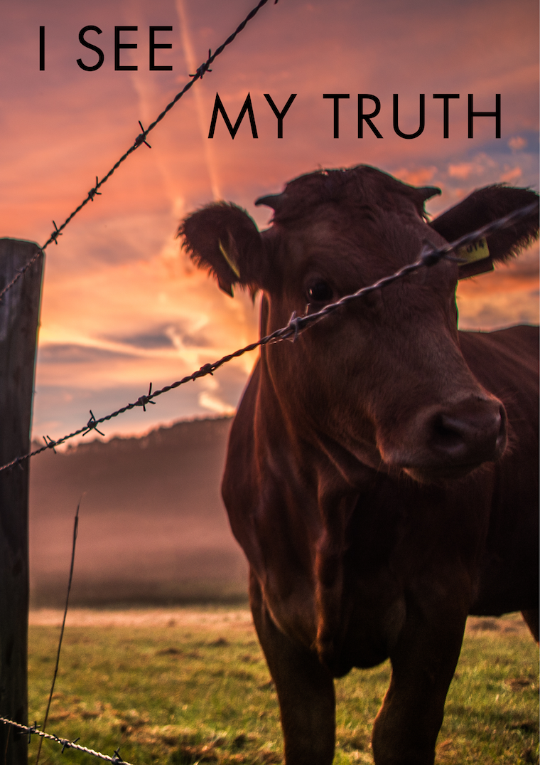 title and cow through fence at sunrise