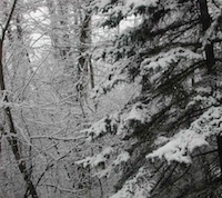 snowy trees