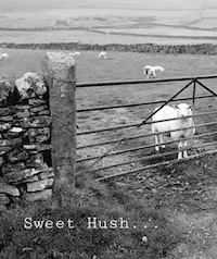 Sweet Hush title and sheep photo