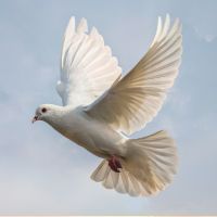 white dove
