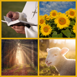image of Pope, sunflowers, forest, and lamb