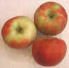 Apples, Honeycrisp