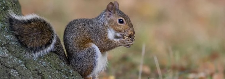 Eastern Grey Squirrel