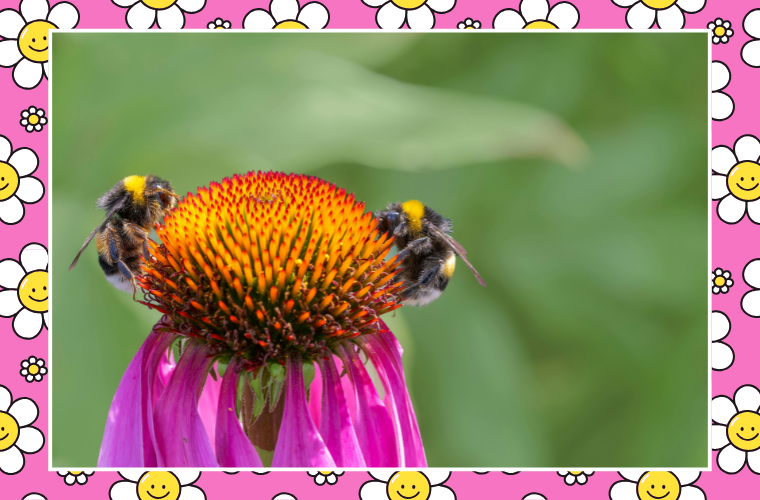 bees and flower and smiling flower pattern