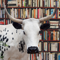 Nguni cow and books