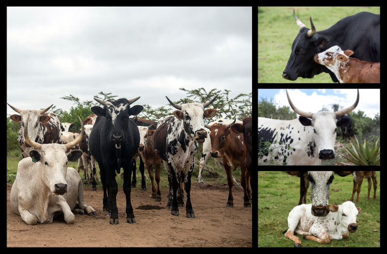Nguni cattle