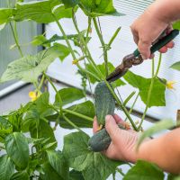harvesting cucumber