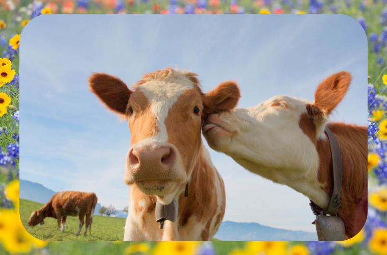 cows and wildflowers