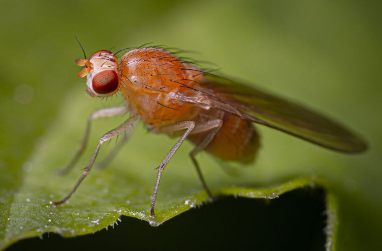 fruit fly