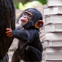 baby chimpanzee and books