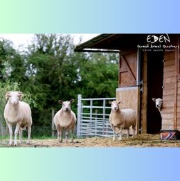 four rescued Sheep