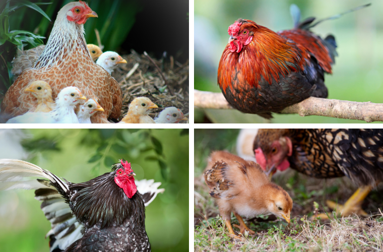 chickens
