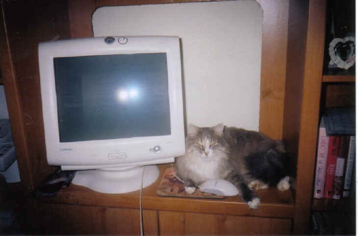 a-chinchi