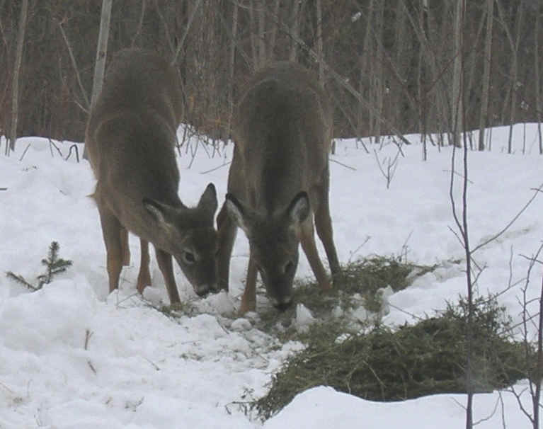 a-sfl-deer-02