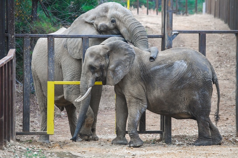 Elephants Artie Nosey