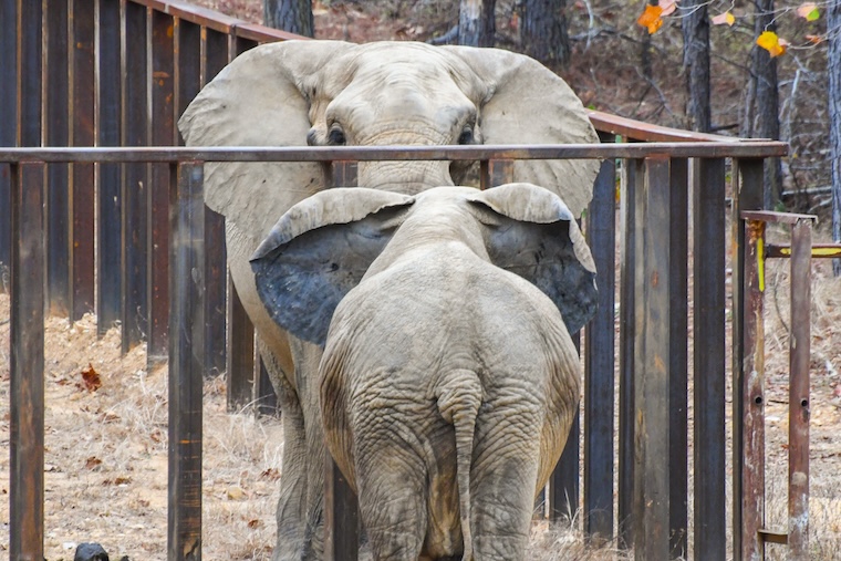 Elephants Artie Nosey