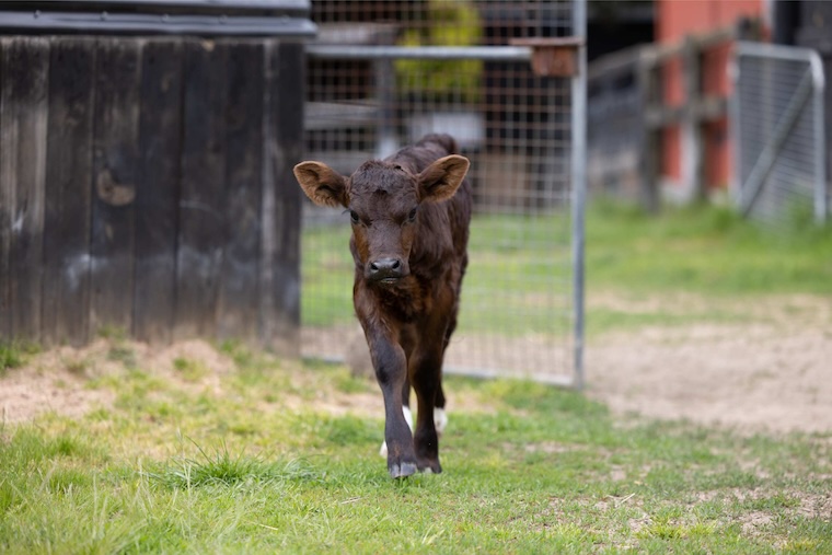 rescued Calf