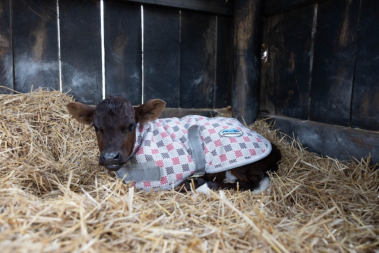 rescued Calf