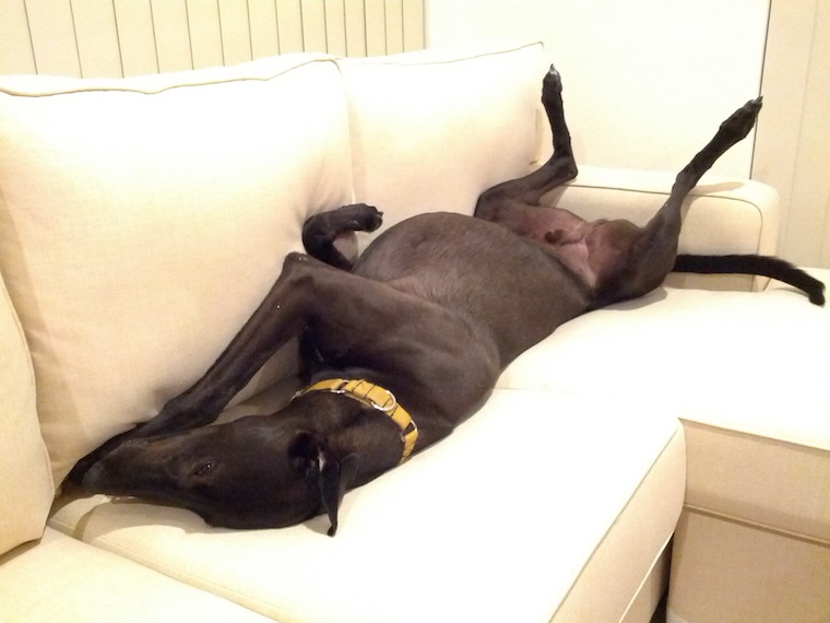 sleeping Greyhound