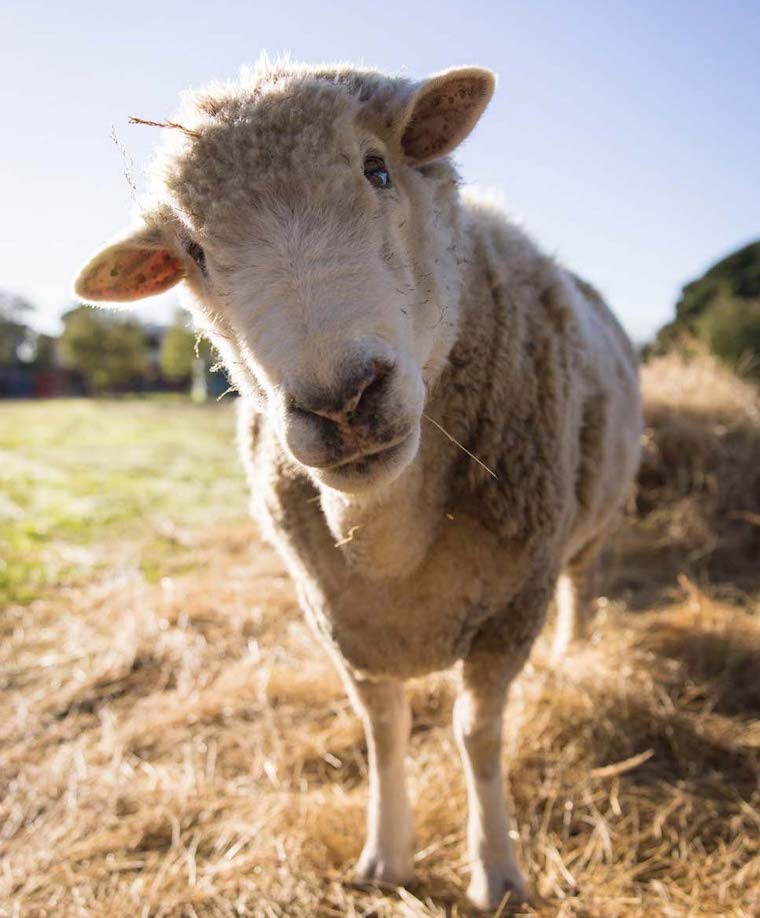 Sheep Rammie