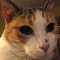 Stormy the cat