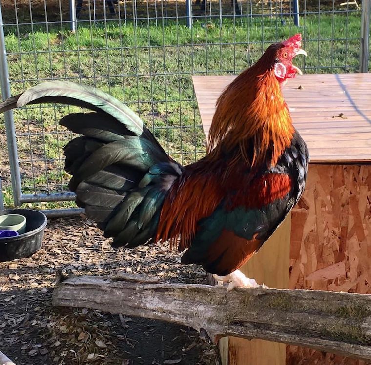 Rooster Joey