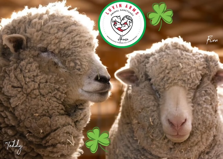rescued Sheep