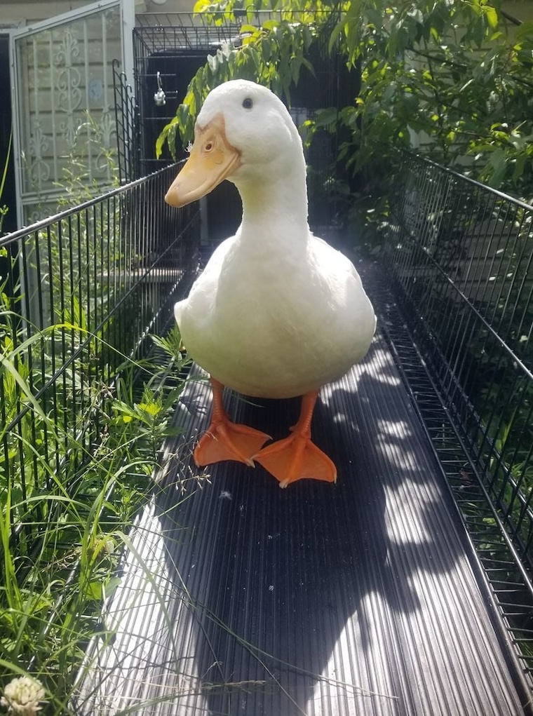 Duck Tomo