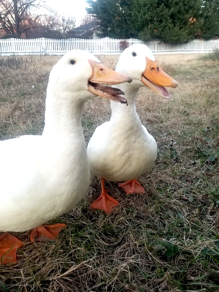 Duck buddies