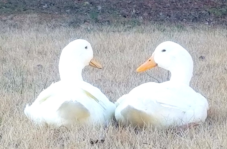 Duck friends
